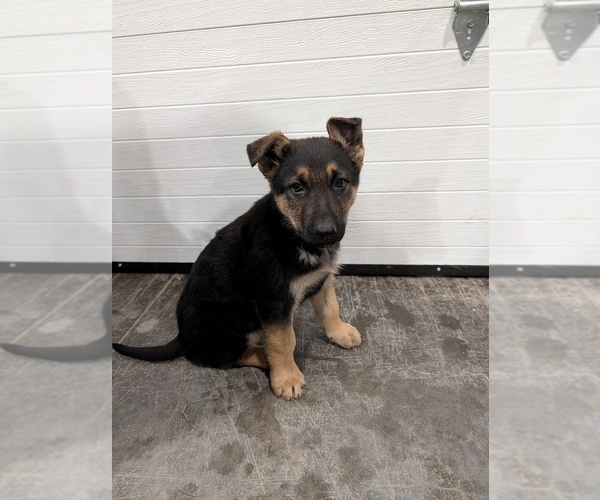 Medium Photo #1 German Shepherd Dog Puppy For Sale in BARRON, WI, USA
