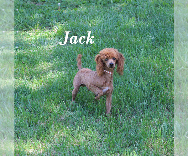 Medium Photo #1 Poodle (Toy) Puppy For Sale in CHANUTE, KS, USA