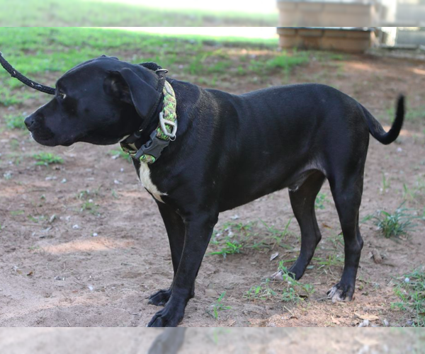 Medium Photo #7 Boxer-Unknown Mix Puppy For Sale in Decatur, GA, USA