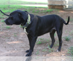 Small #6 Boxer Mix