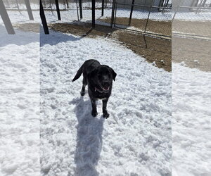 Mutt Dogs for adoption in Maquoketa, IA, USA