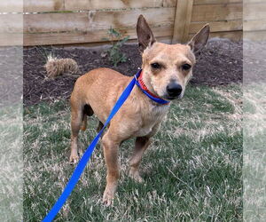 Chiweenie Dogs for adoption in St. Louis Park, MN, USA
