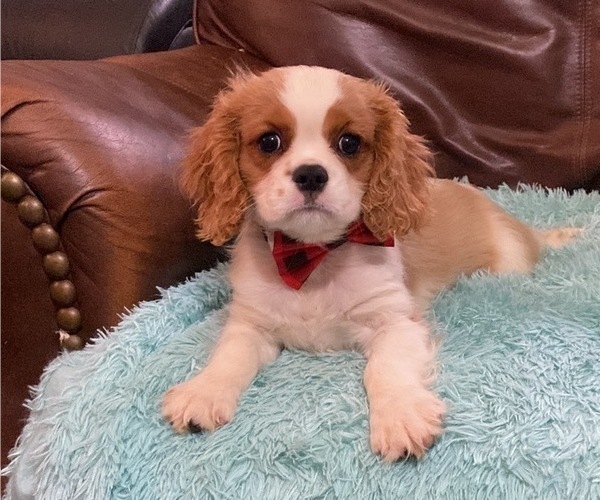 Medium Photo #1 Cavalier King Charles Spaniel Puppy For Sale in CAMPBELLSVILLE, KY, USA