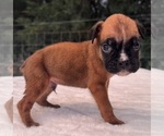 Small #3 Boxer