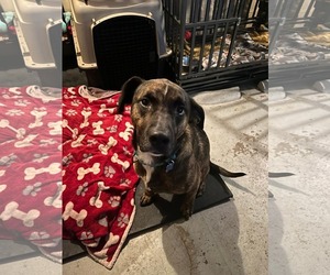Bama - Male Retriever -Unknown Mix Dog for Adoption - Photo #9