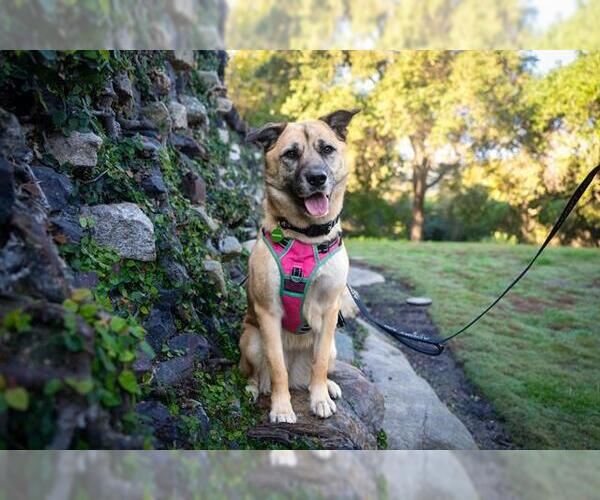 Medium Photo #5 German Shepherd Dog Puppy For Sale in Pasadena, CA, USA