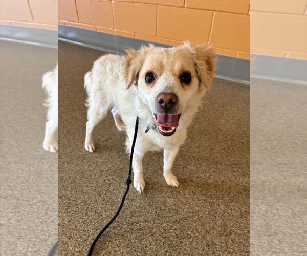 Medium Photo #4 Mutt Puppy For Sale in Fort Collins, CO, USA