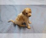 Small Photo #4 Goldendoodle Puppy For Sale in ALBION, IN, USA