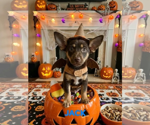 Medium Photo #2 Chihuahua-Unknown Mix Puppy For Sale in Brooksville, FL, USA