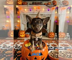 Jack & Zero - Male Chihuahua-Unknown Mix Dog for Adoption - Photo #2