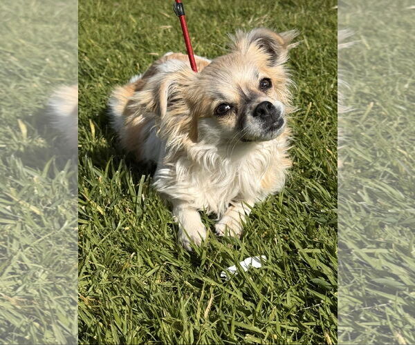 Medium Photo #1 Peke-A-Tese Puppy For Sale in Lake Elsinore, CA, USA
