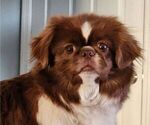 Small Photo #1 Pekingese Puppy For Sale in TURKEY, NC, USA