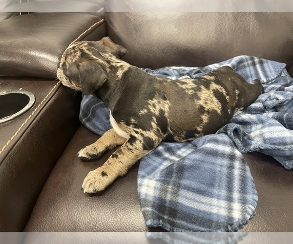 Medium Photo #32 American Bully Puppy For Sale in REESEVILLE, WI, USA