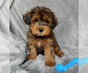 Maltipoo-Poodle (Standard) Mix Puppy for sale in FREDERICKSBURG, OH, USA