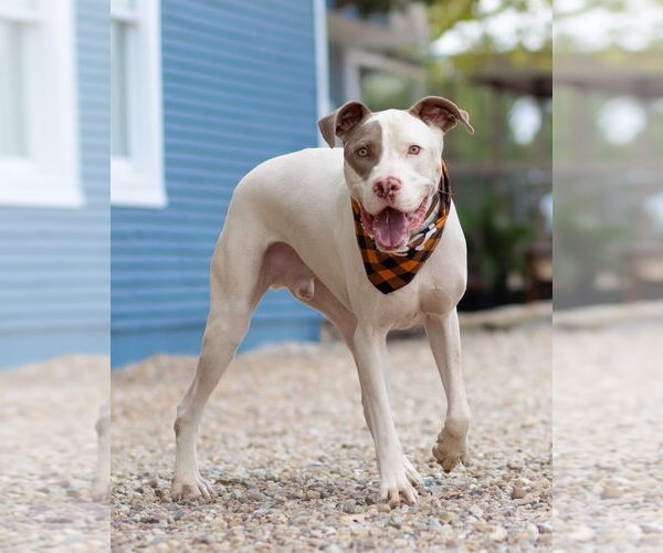 Medium Photo #3 Boxer-Unknown Mix Puppy For Sale in Denton, TX, USA