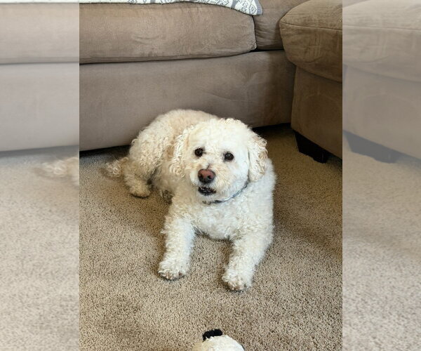 Medium Photo #1 Poodle (Miniature)-Unknown Mix Puppy For Sale in Fort Collins, CO, USA