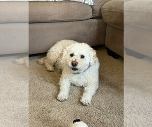 Poodle (Miniature)-Unknown Mix Dogs for adoption in Fort Collins, CO, USA