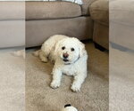 Small Poodle (Miniature) Mix