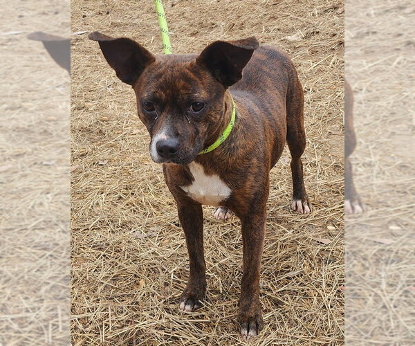 Medium Photo #7 Mutt Puppy For Sale in Wetumpka, AL, USA