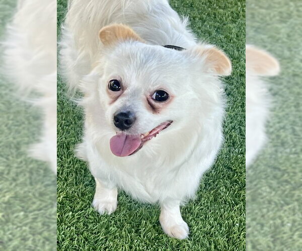 Medium Photo #5 Cavapom Puppy For Sale in Agoura Hills, CA, USA