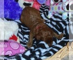 Small Photo #15 Poodle (Standard) Puppy For Sale in CLATSKANIE, OR, USA