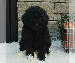 Poodle (Miniature) Puppy for sale in GORDONVILLE, PA, USA