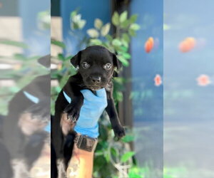 Mutt Dogs for adoption in Temple, TX, USA