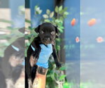 ZACH - Male Mutt Dog for Adoption - Small photo