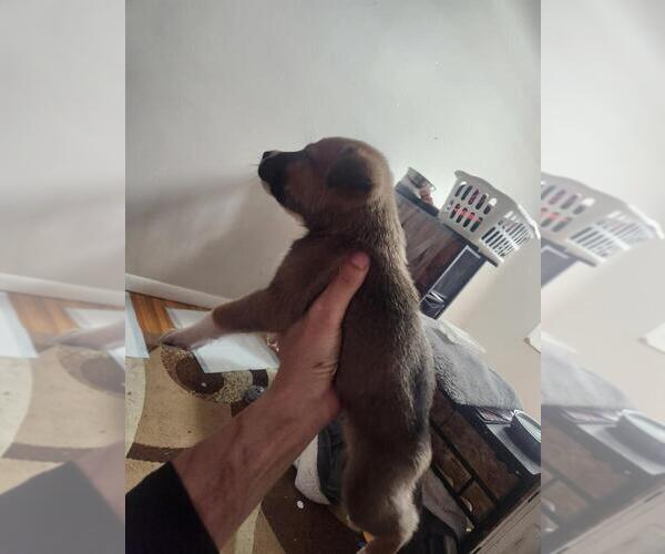 Medium Photo #2 Mutt Puppy For Sale in Calgary, Alberta, Canada