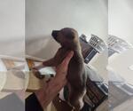 Small #1 Mutt