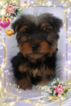 Small Photo #1 Yorkshire Terrier Puppy For Sale in DOUGLAS, GA, USA