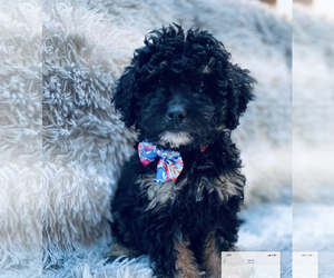 Miniature Bernedoodle Puppy for sale in SYLMAR, CA, USA