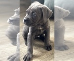 Small #9 Cane Corso
