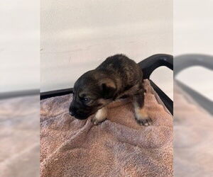 Labrador Retriever-Unknown Mix Dogs for adoption in Houston, TX, USA