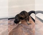 Small Labrador Retriever Mix