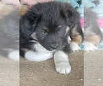 Small Photo #3 Australian Shepherd Puppy For Sale in JURUPA VALLEY, CA, USA