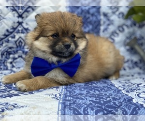 Pomeranian Puppy for sale in LANCASTER, PA, USA