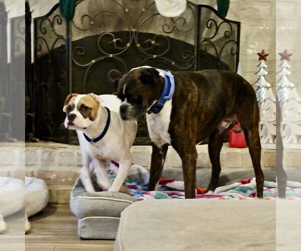 Medium Photo #10 Boxer-Unknown Mix Puppy For Sale in Dumont, NJ, USA