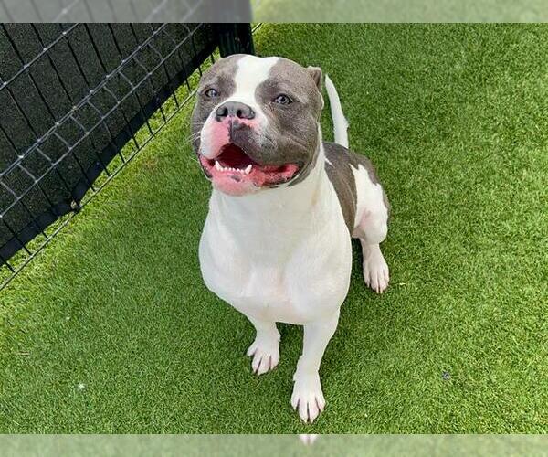 Medium Photo #1 American Bulldog Puppy For Sale in Orange, CA, USA