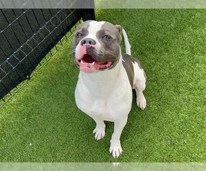 American Bulldog Dogs for adoption in Orange, CA, USA