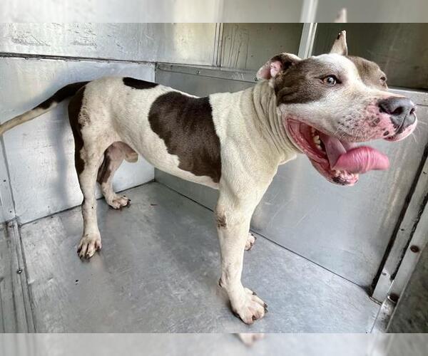 Medium Photo #1 American Pit Bull Terrier-Unknown Mix Puppy For Sale in Waco, TX, USA