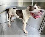 Small American Pit Bull Terrier Mix