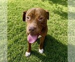 Small Photo #9 Mastiff-Staffordshire Bull Terrier Mix Puppy For Sale in Houston, TX, USA