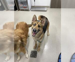 German Shepherd Dog-Huskies Mix Dogs for adoption in Baytown, TX, USA