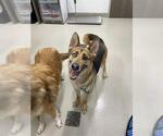 Small German Shepherd Dog-Huskies Mix