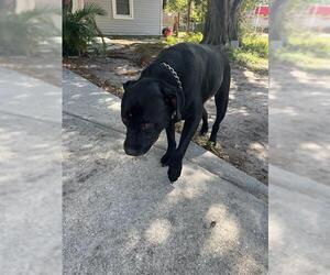 Labrador Retriever Dogs for adoption in Palmetto, FL, USA