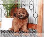 Small Photo #5 Shih-Poo Puppy For Sale in NAPLES, FL, USA
