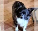 Small Photo #1 Chihuahua Puppy For Sale in MARION, VA, USA