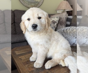 Golden Retriever Puppy for sale in FORDLAND, MO, USA