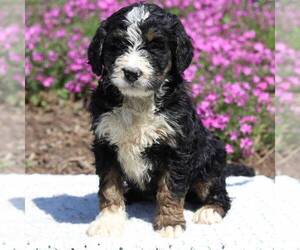 Bernedoodle Puppy for sale in NEW ENTRPRISE, PA, USA